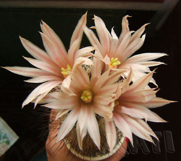 Escobaria lloydii - Cactusi si suculente