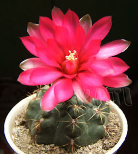 Gymnocalycium baldianum - Cactusi si suculente