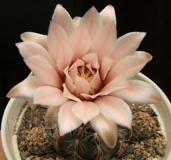 Gymnocalycium calochlorum