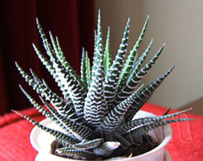 Haworthia fasciata - Cactusi si suculente