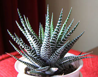 Haworthia fasciata