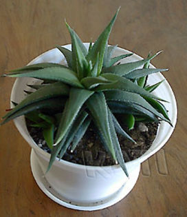 Haworthia glabrata - Cactusi si suculente