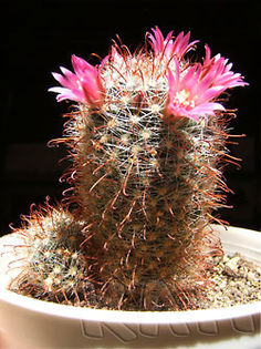 Mammillaria zeilmanniana - Cactusi si suculente