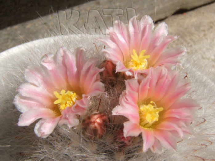 Mammillaria glassii - Cactusi si suculente