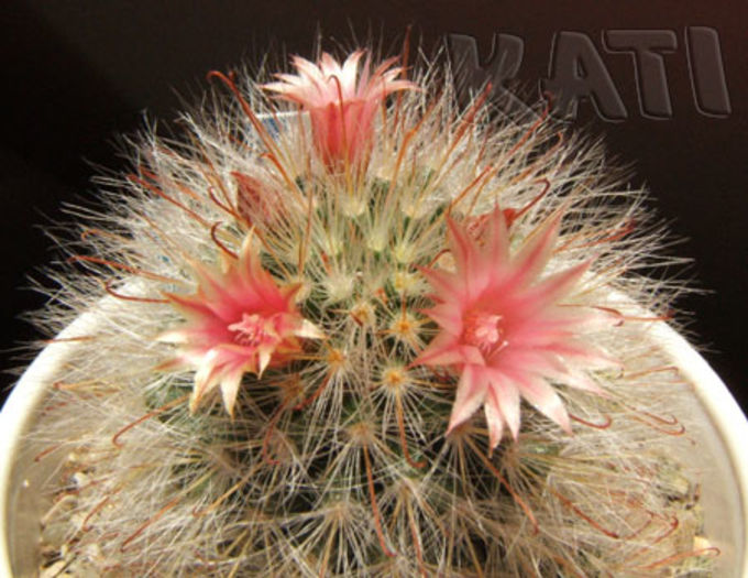 Mammillaria bocasana - Cactusi si suculente