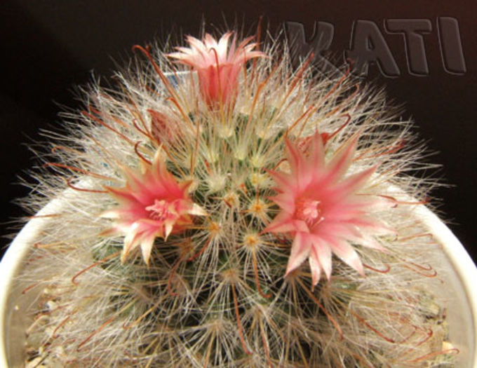 Mammillaria bocasana