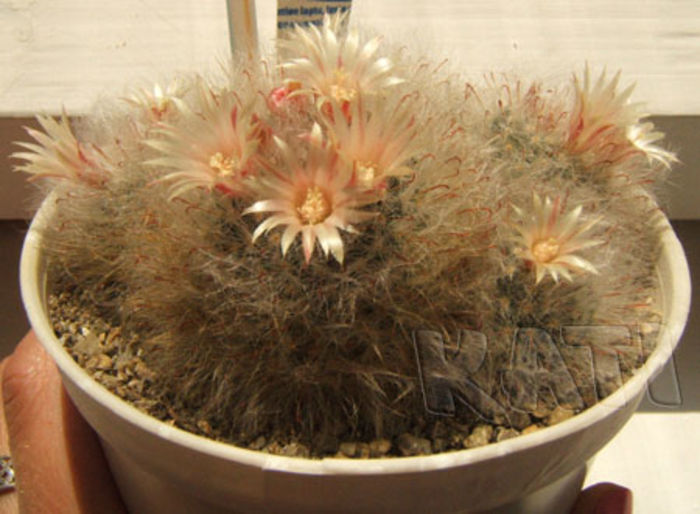 Mammillaria longicoma - Cactusi si suculente