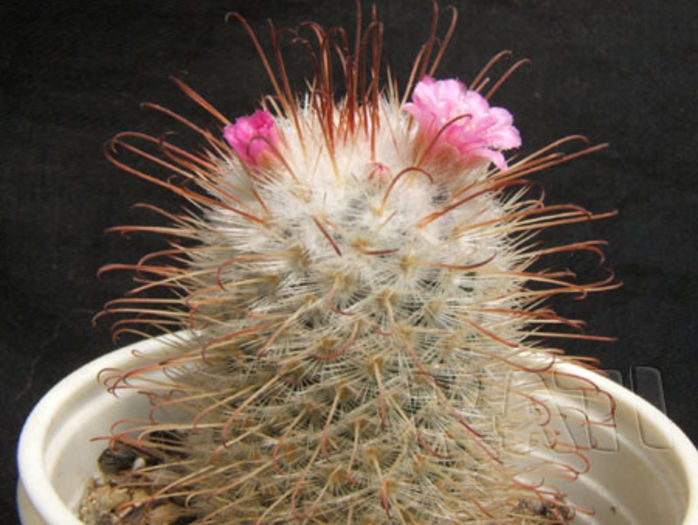 Mammillaria bombycina - Cactusi si suculente