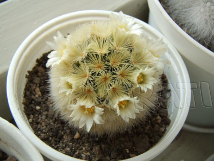 Mammillaria carmenae