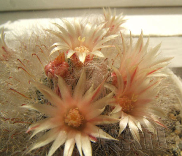 Mammillaria longicoma - Cactusi si suculente