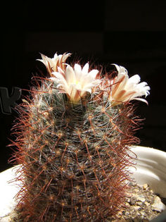 Mammillaria pointeri - Cactusi si suculente