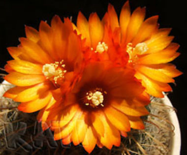 Parodia spanisa