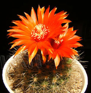 Parodia nivosa - Cactusi si suculente