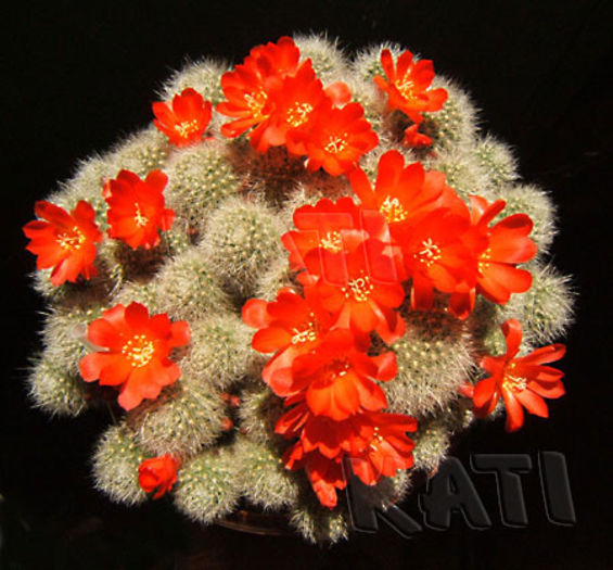 Rebutia - Cactusi si suculente