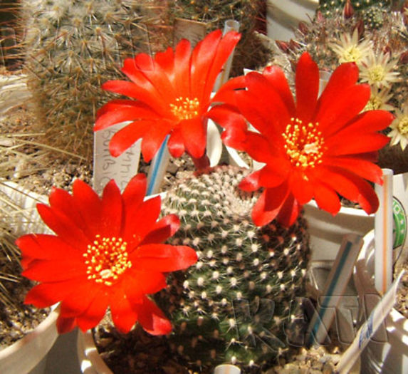 Rebutia krainziana - Cactusi si suculente