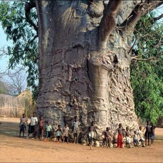 Arborele vietii- Are 2000 de ani- Africa de SudAfica de Sud-