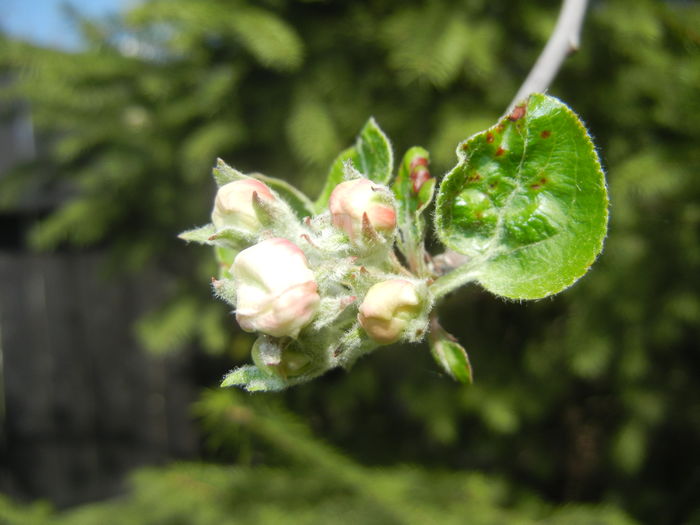 Apple Blossom. Flori mar (2016, April 01) - Apple Tree_Mar Summer Red