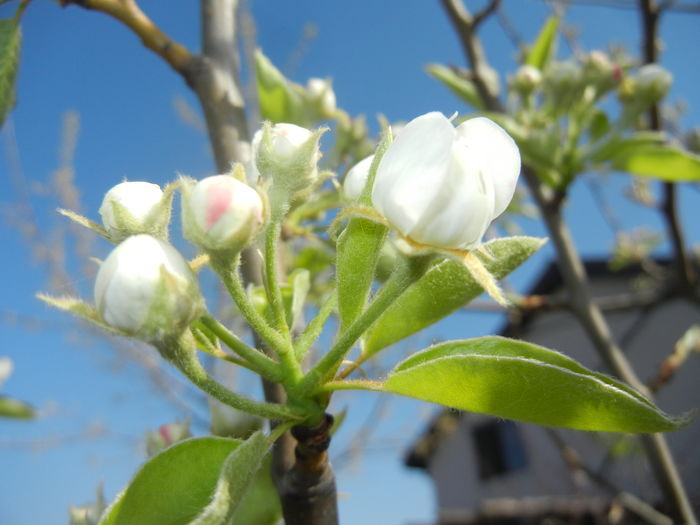Apple Blossom. Flori mar (2016, April 03) - Apple Tree_Mar Summer Red