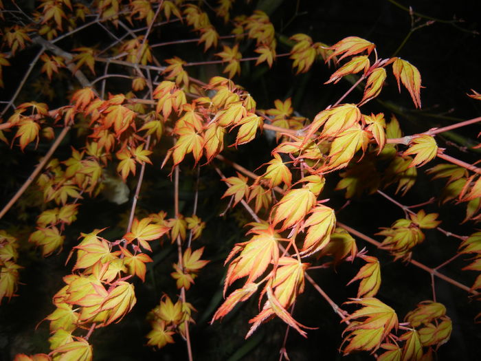 Acer palmatum Katsura (2016, April 02)