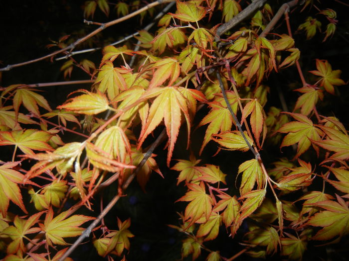 Acer palmatum Katsura (2016, April 02)