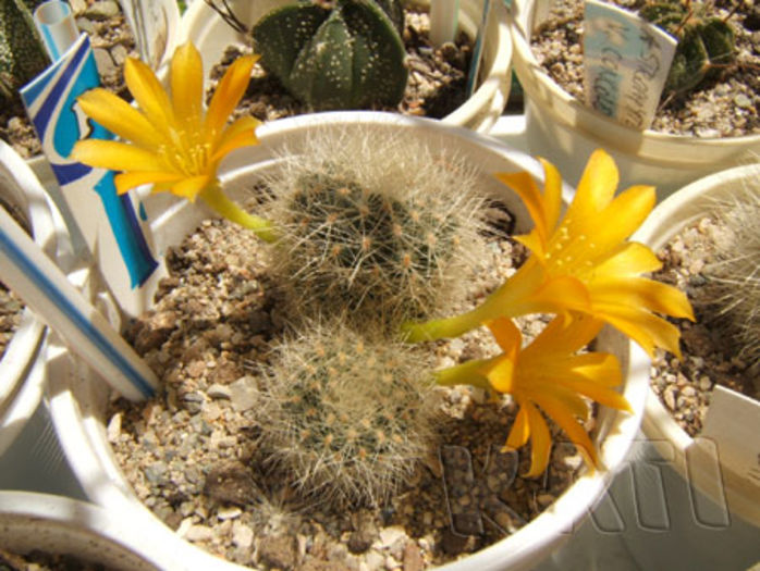 Rebutia sp. - Cactusi si suculente