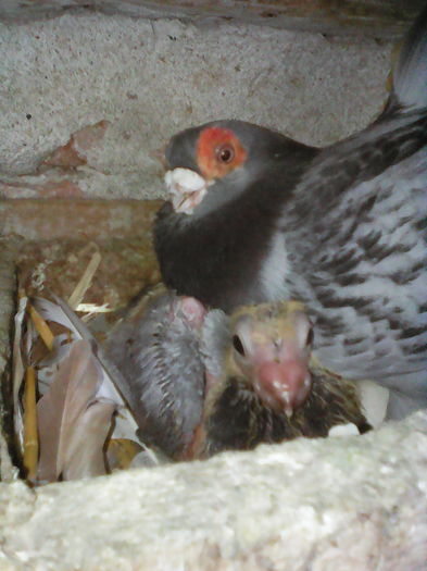 IMG INDIAN  SAXON  GUTfemelă cu pui