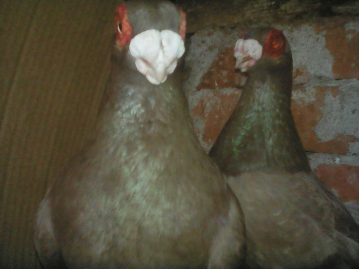 IMG_BERBERI  ( BARBS  )