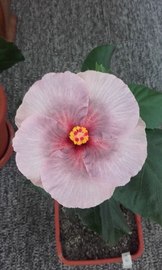 20160410_110118 - trandafirii chinezesti-hibiscus rosa sinensis