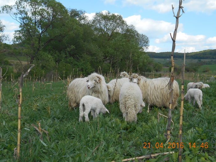 Picture 012 - Productia De Miei 2016