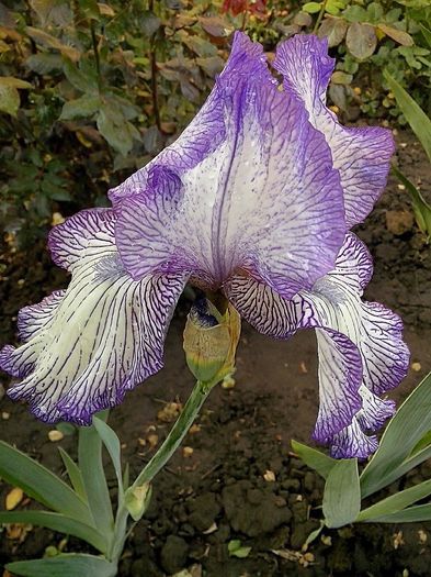 13063373_936800059799822_1901914234699840663_o