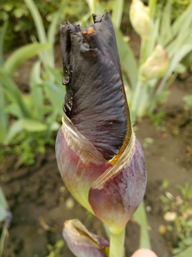 13087144_936800039799824_69902270381066148_o