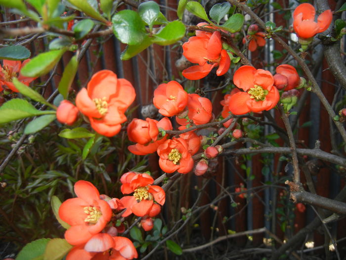 Chaenomeles japonica (2016, April 04)