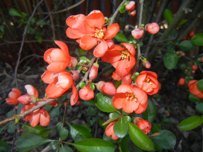 Chaenomeles japonica (2016, April 04) - Chaenomeles japonica