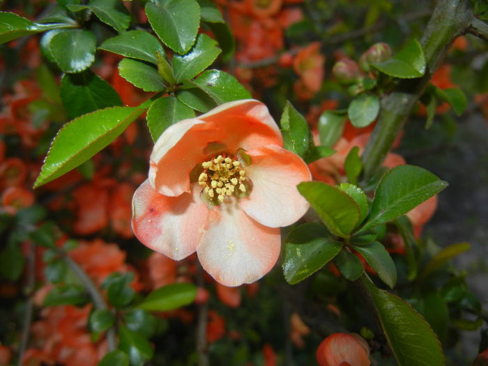 Chaenomeles japonica (2016, April 04) - Chaenomeles japonica