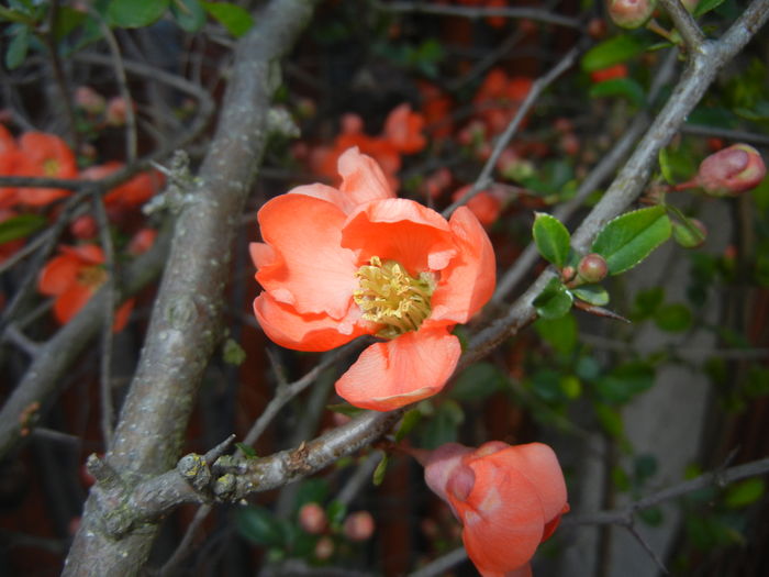 Chaenomeles japonica (2016, April 04) - Chaenomeles japonica