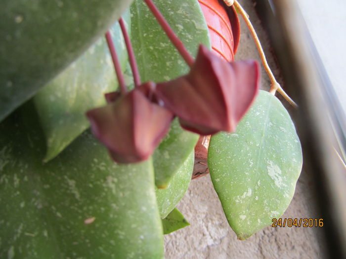 h.onycoides IML 0559-boboci pe planta -9