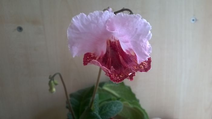 WP_20160426_15_37_35_Pro - Streptocarpusi 2016