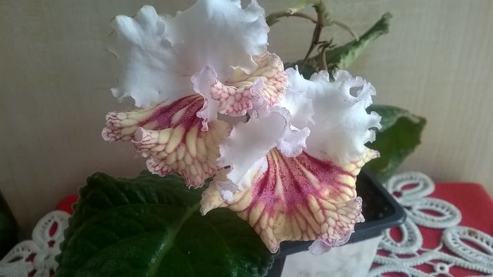 WP_20160426_15_44_40_Pro - Streptocarpusi 2016