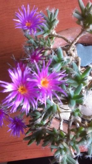 Trichodiadema densum - Caudiciforme si bulbi 2016