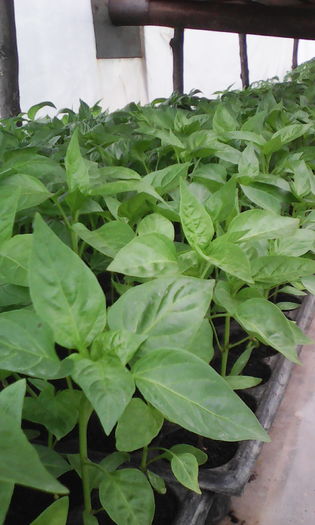 IMG_20160424_153657; Slonovo uvo 25 Aprilie
