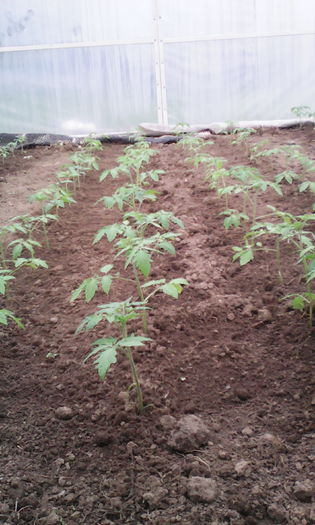 IMG_20160424_153738; Tomate Tamaris  25 Aprilie
