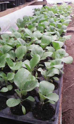 IMG_20160424_153754; Vinete Aragon F1 25 Aprilie
