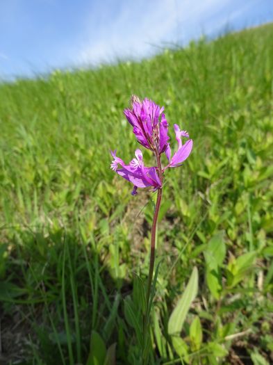 Polygala