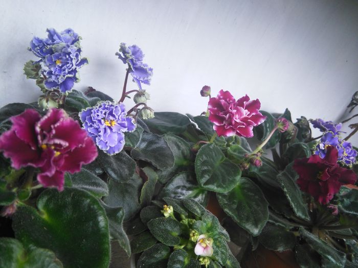 - A-Violete