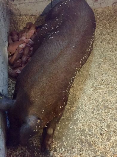 image - I-SCROAFE REPRODUCTIE-PIETRAIN DUROC