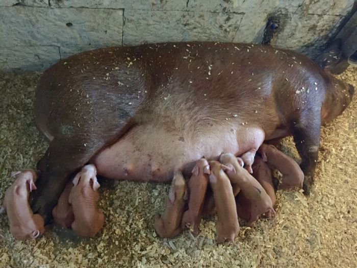 image - I-SCROAFE REPRODUCTIE-PIETRAIN DUROC