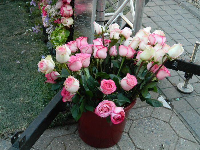 DSCN6367 - 2016 FESTIVALUL FLORILOR_TIMISOARA