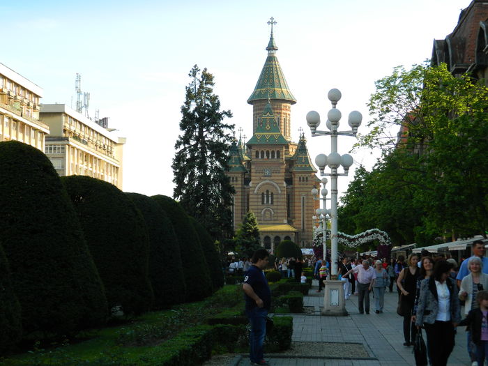 DSCN6371 - 2016 FESTIVALUL FLORILOR_TIMISOARA