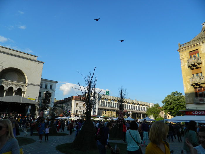 DSCN6374 - 2016 FESTIVALUL FLORILOR_TIMISOARA