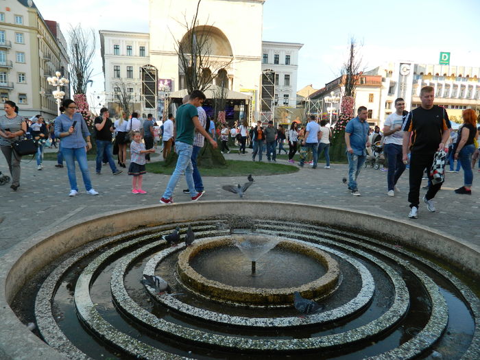 DSCN6379 - 2016 FESTIVALUL FLORILOR_TIMISOARA